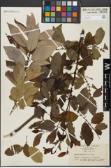 Foto von Salix glandulosa Seemen